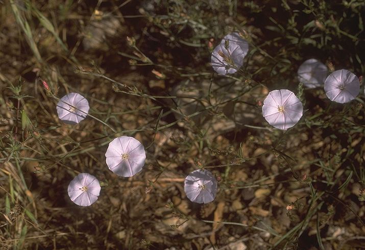 Convolvulus cantabrica - חבלבל איטלקי, Cantabrian Morning Glory