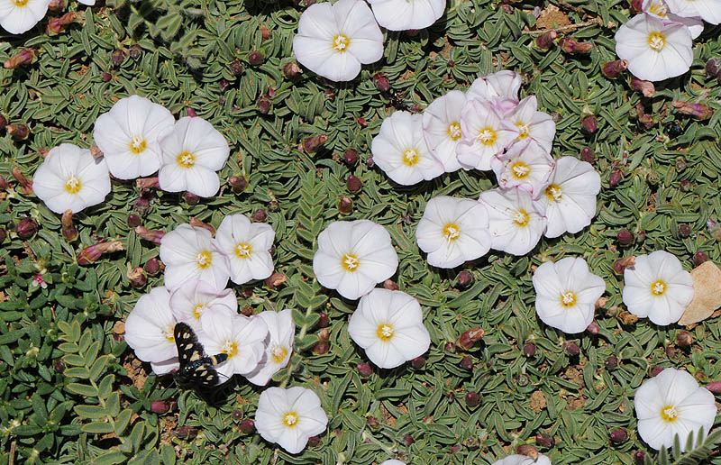 Convolvulus libanoticus