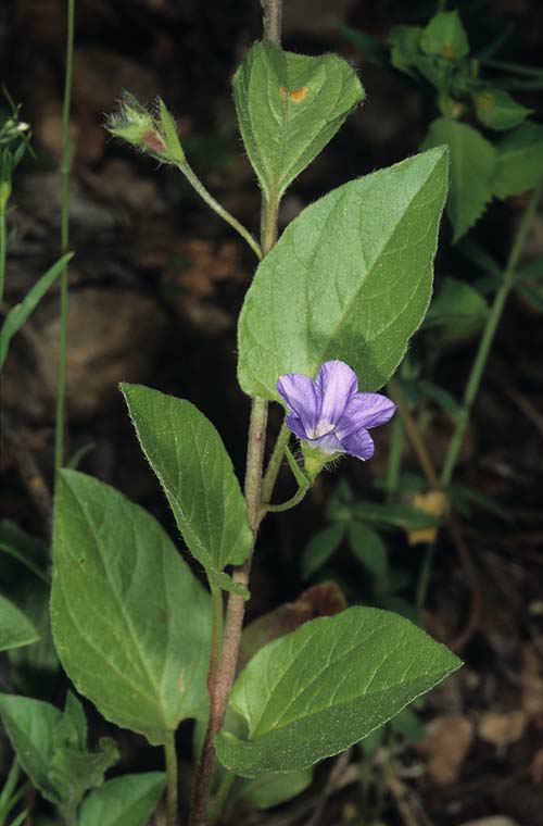 Convolvulus siculus