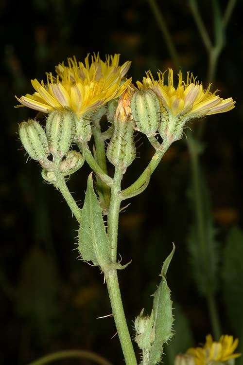 Crepis aspera
