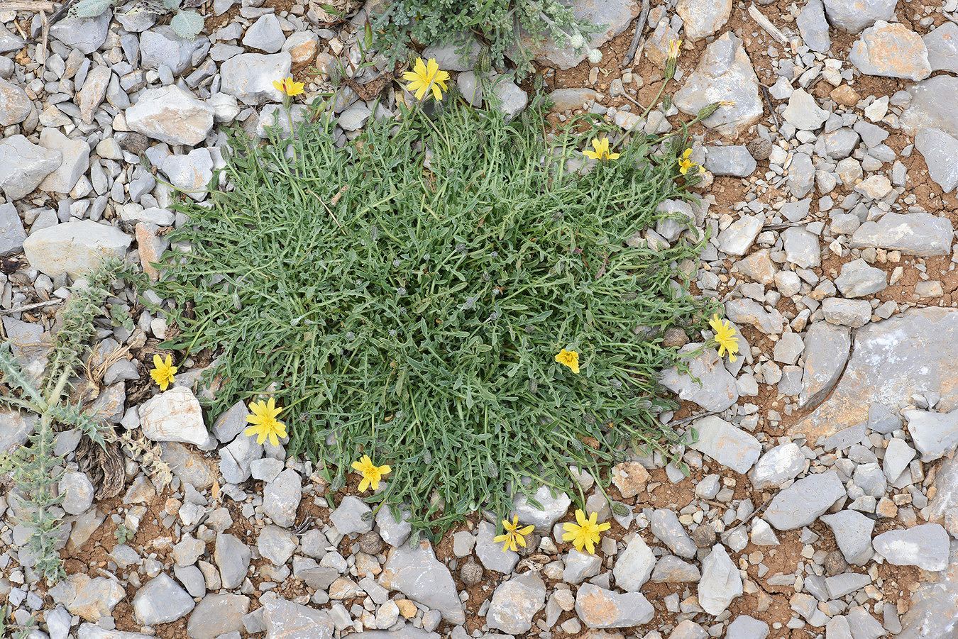 Crepis robertioides