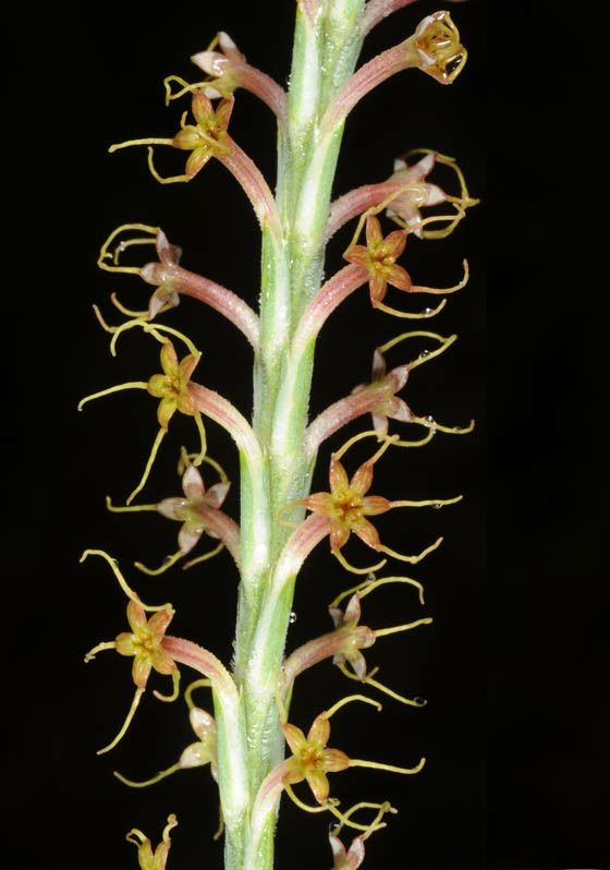 Crucianella macrostachya