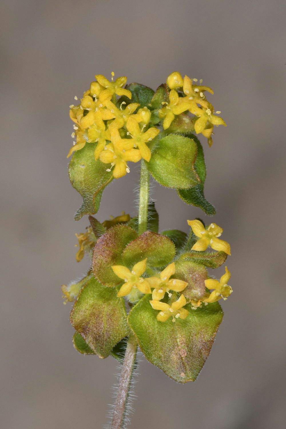 Cruciata taurica