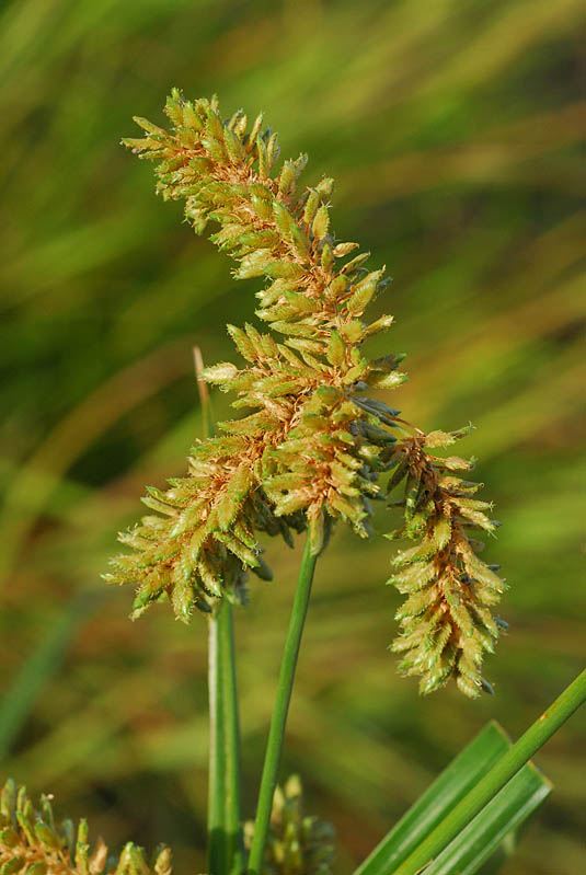 Cyperus alopecuroides