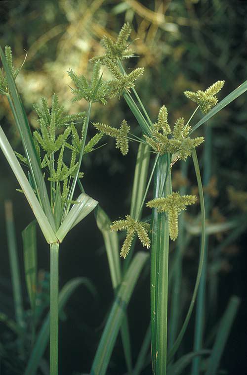 Cyperus dives
