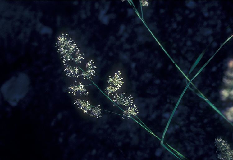 Dactylis glomerata