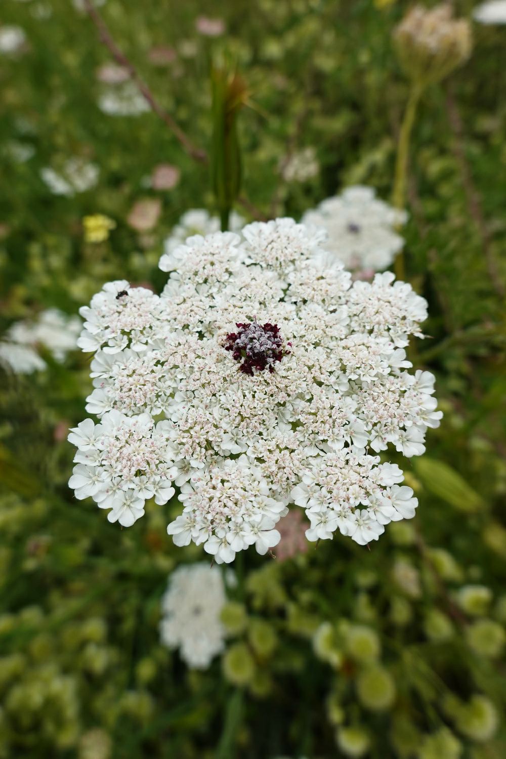 Daucus broteri