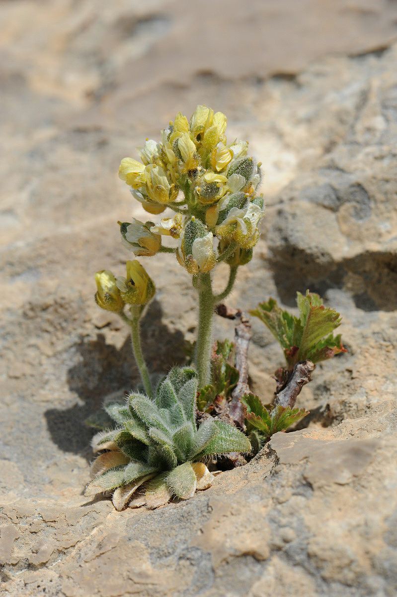 Draba vesicaria