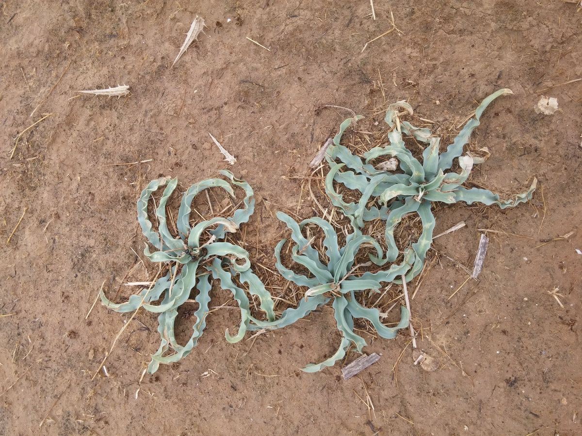 Drimia palaestina