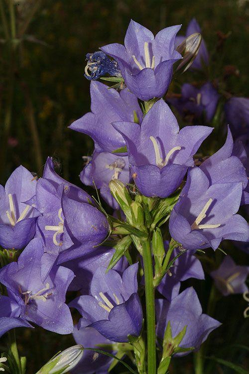 Campanula persicifolia 'Blue Bell' - Sky-blue Bells