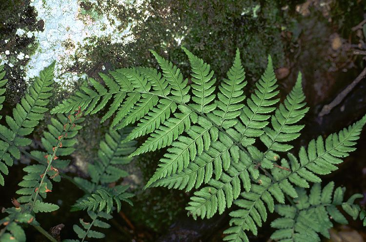 Dryopteris pallida