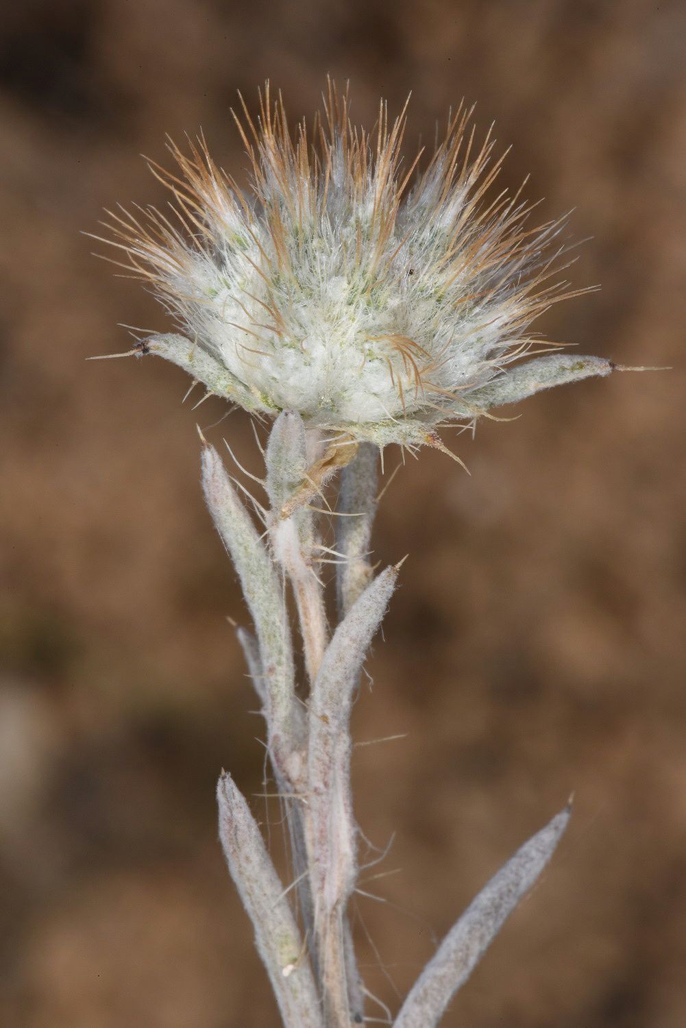 Acantholepis orientalis