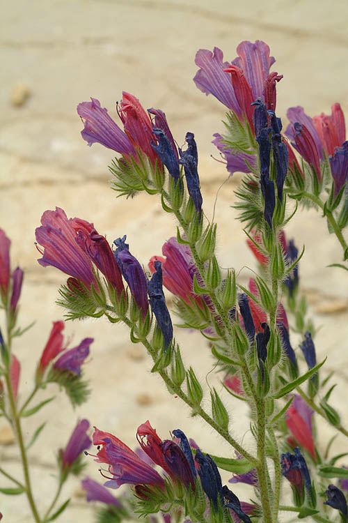 Echium judaeum