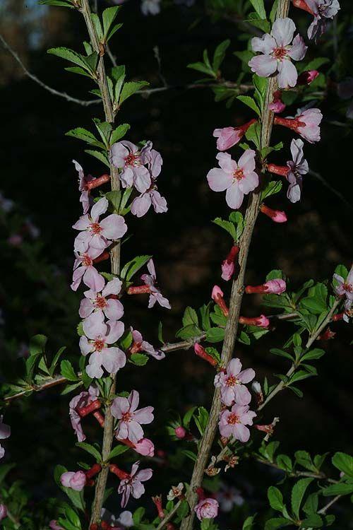 Prunus fruticosa - European Dwarf Cherry, Dwarf Cherry, Mongolian Cherry, Steppe Cherry, דובדבן שיחני, דובדבן שיחני