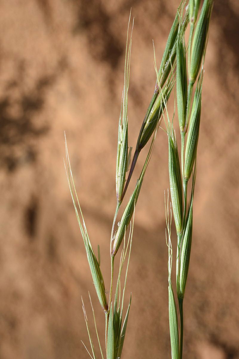 Elymus panormitanus