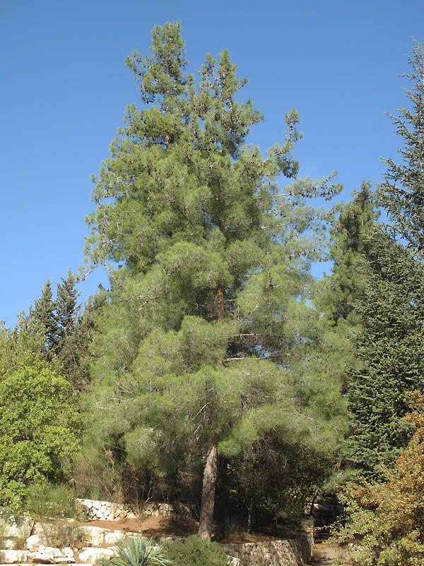 Pinus brutia - Black Sea Pine, Turkish Pine, Brutian Pine, Calabrian Pine, אורן ברוטיה, אורן קפריסאי