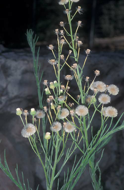 Erigeron bonariensis