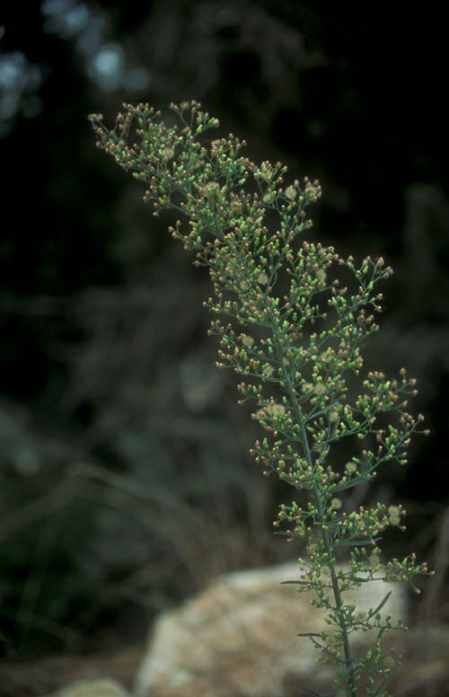 Erigeron canadensis