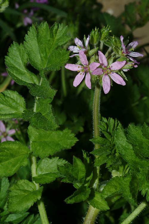 Erodium moschatum