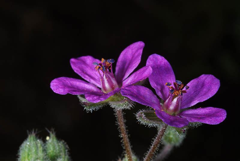 Erodium malacoides