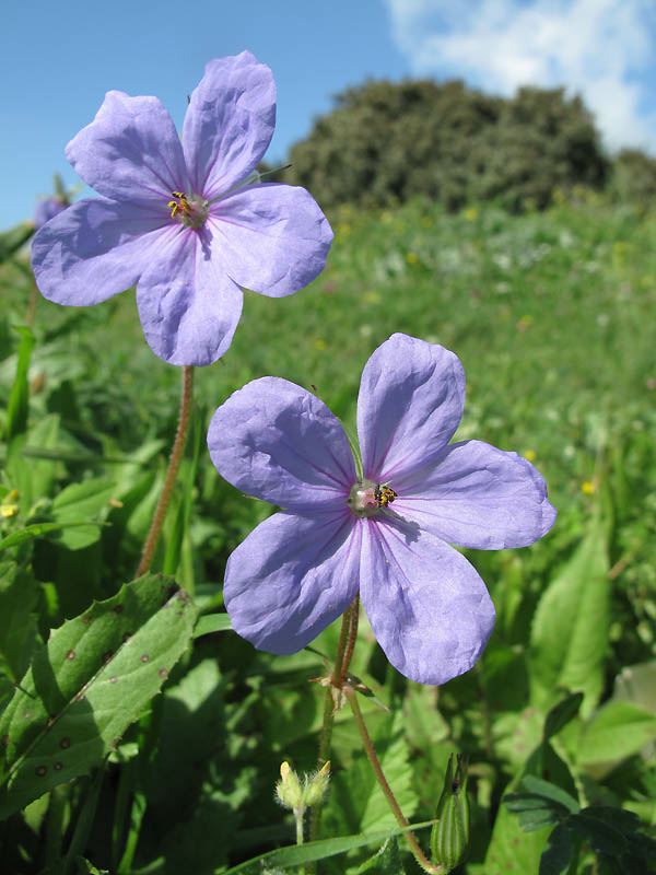 Erodium gruinum