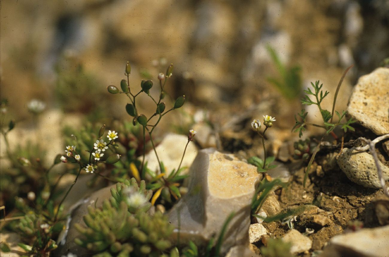 Erophila minima