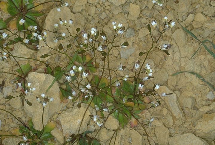 Erophila verna subsp. praecox