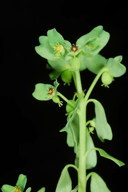 Euphorbia chamaepeplus