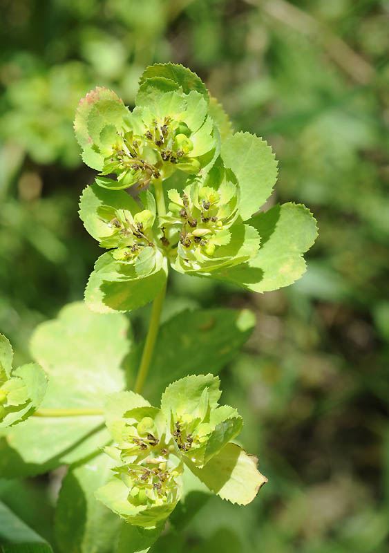 Euphorbia helioscopia