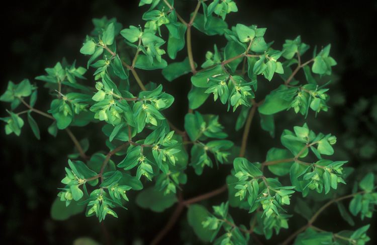 Euphorbia peplus