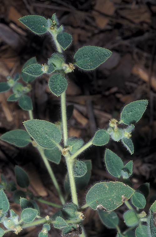 Euphorbia petiolata