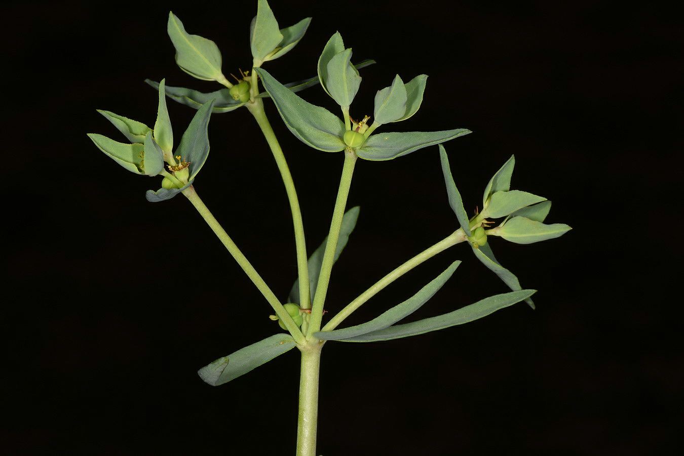 Euphorbia terracina