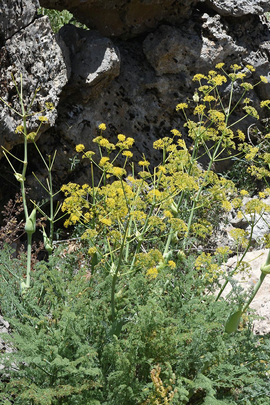Ferula hermonis