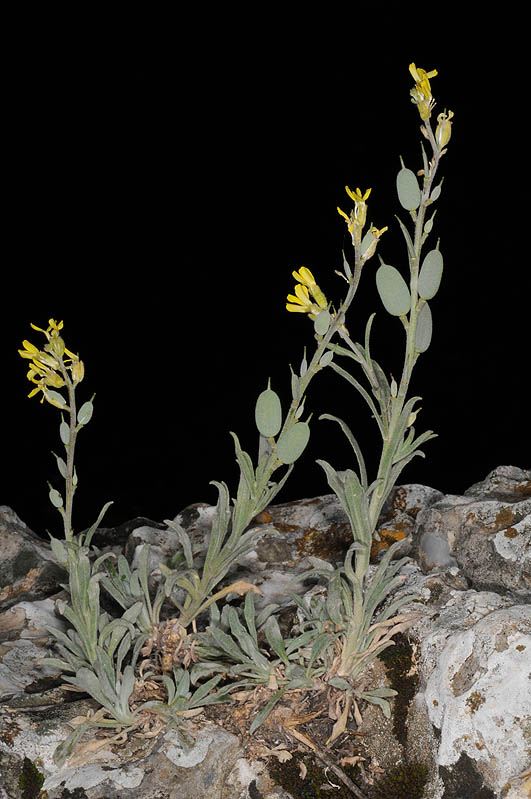 Fibigia clypeata