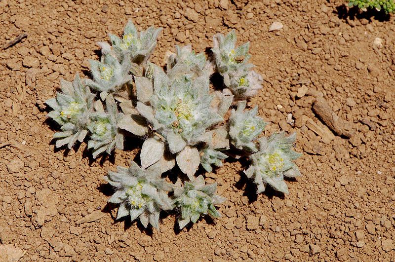 Filago anatolica