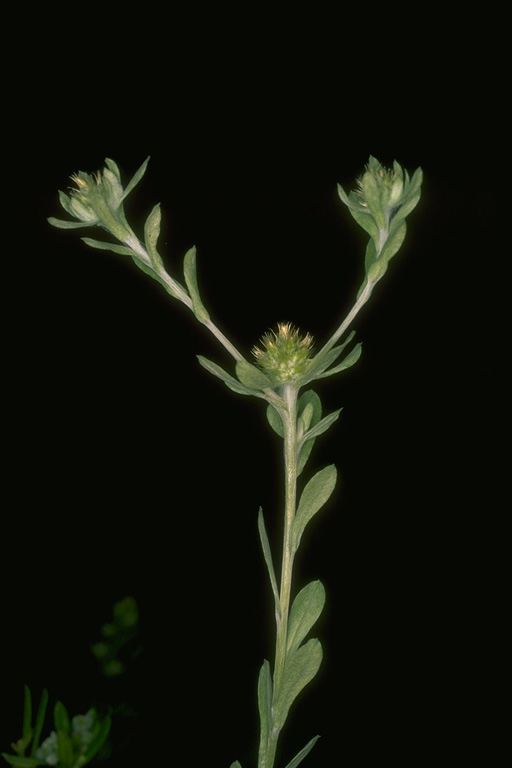 Filago pyramidata
