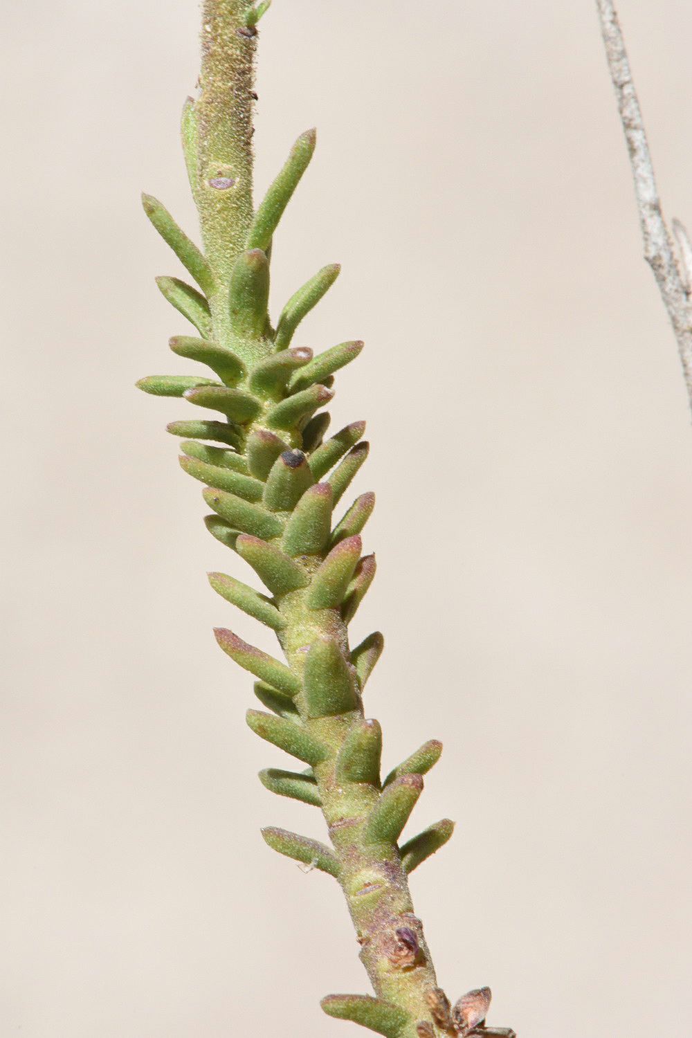 Fumana scoparia