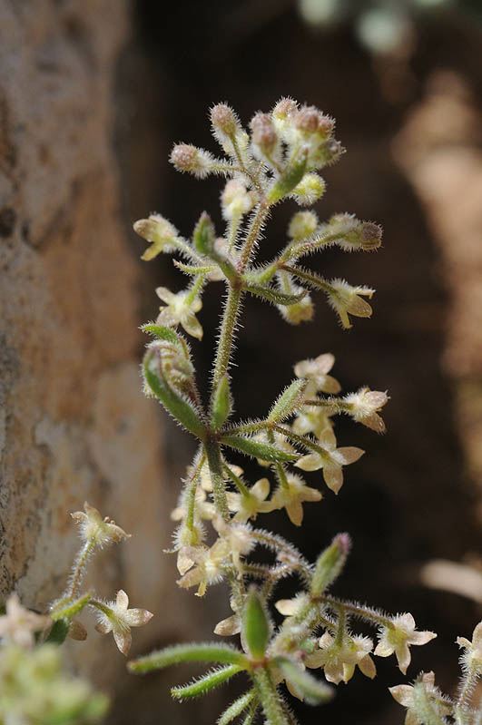 Galium judaicum