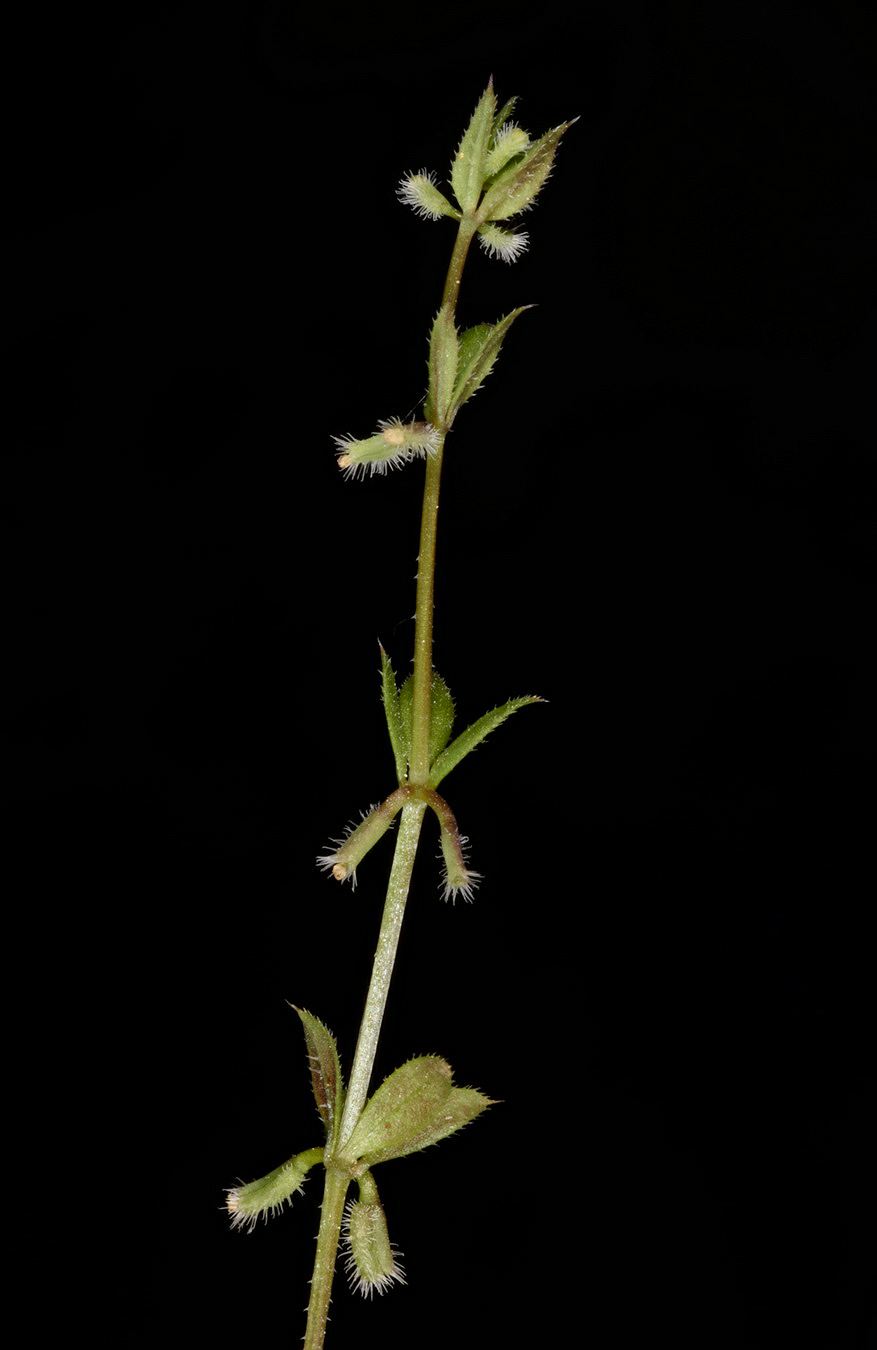 Galium murale