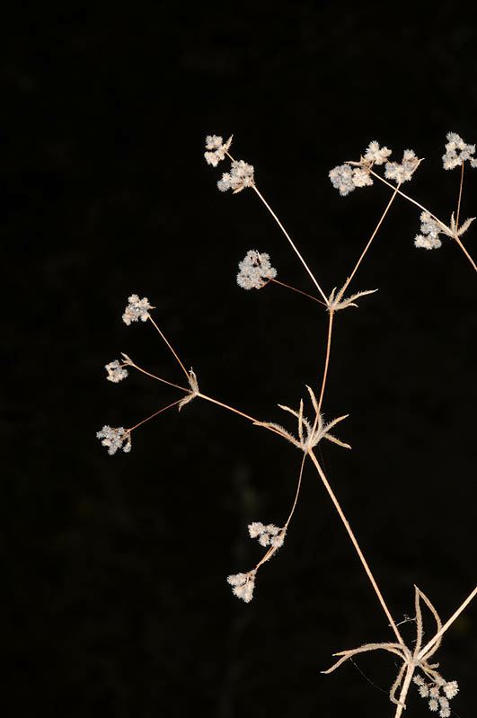 Galium philistaeum