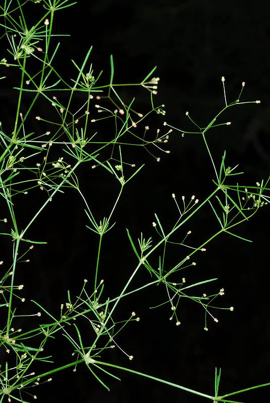 Galium setaceum
