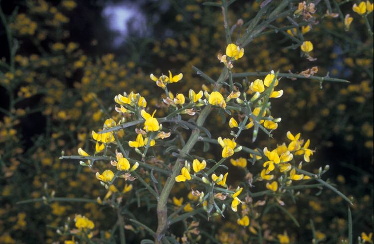 Genista fasselata