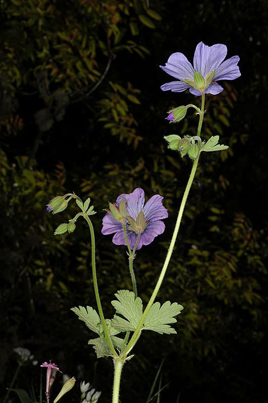 Geranium libani