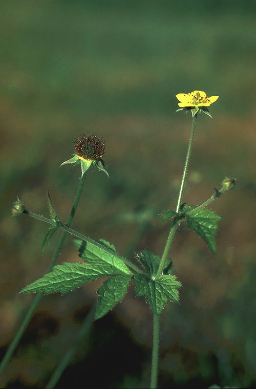 Geum urbanum