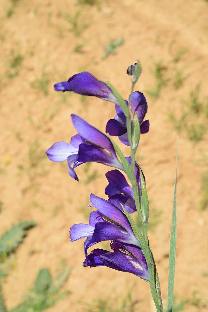 Gladiolus atroviolaceus