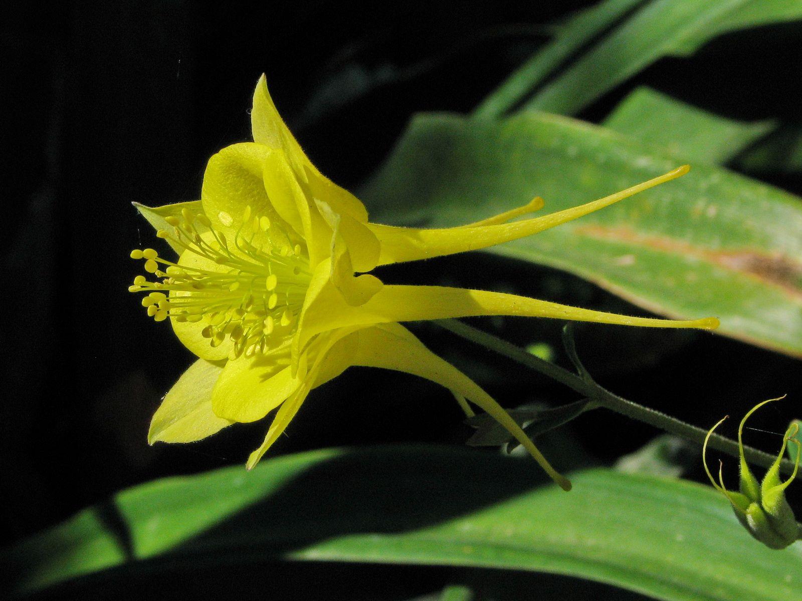 Aquilegia chrysantha 'Yellow Star' - Yellow Columbine, אקווילגה צהובה, אקווילגה צהובה
