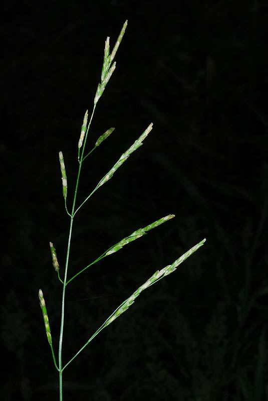 Glyceria notata