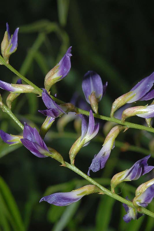 Glycyrrhiza glabra