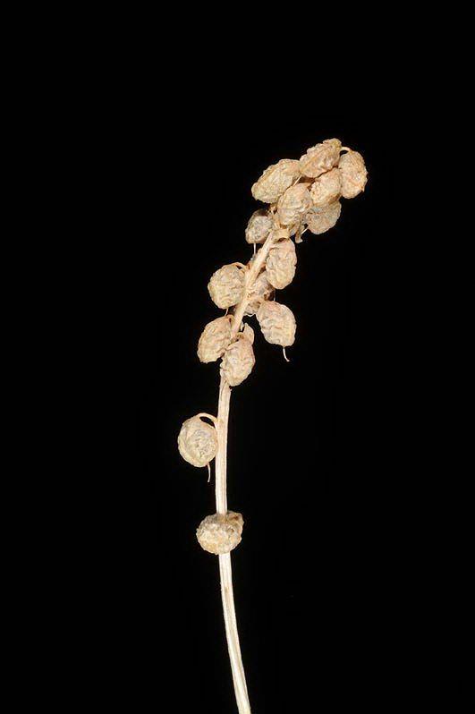 Melilotus indicus - Indian Melilot, Annual Yellow Sweetclover, Small Melilot, דבשה הודית, דבשה  הודית
