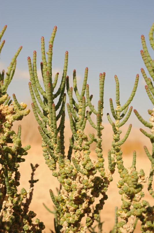 Halocnemum strobilaceum